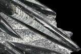 Polished Fossil Orthoceras (Cephalopod) Plate #83174-1